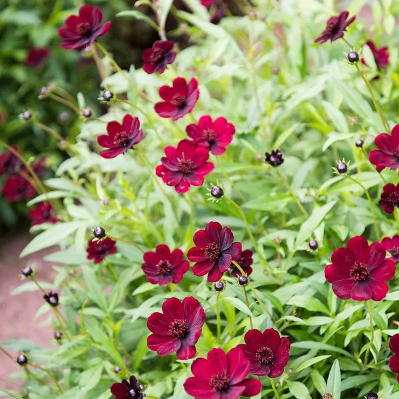 World Botanics Cosmos Chocamocha planten 3 stuks bruin