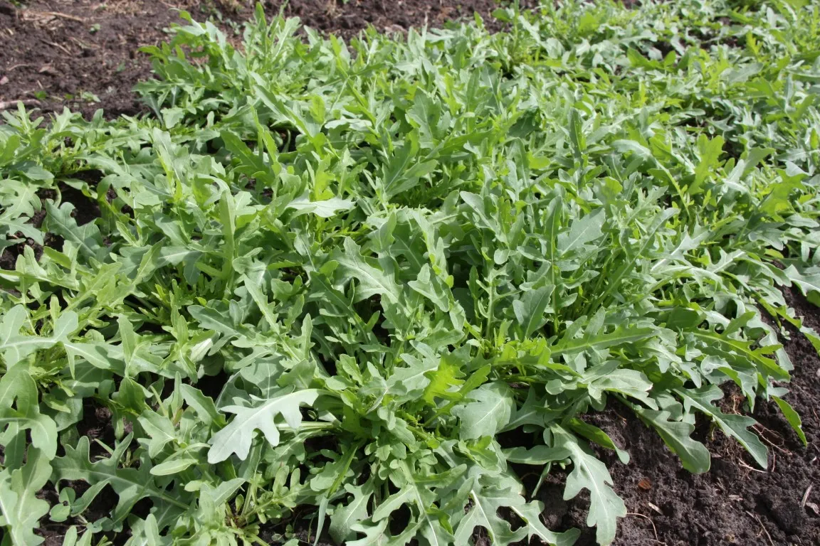 Vitale Rassen Rucola wilde groentezaden onbespoten