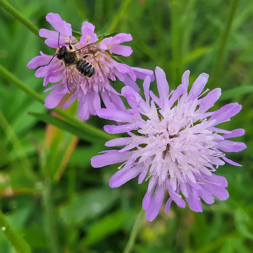 MediGran Knautia arvensis Beemdkroon zaden lila bloemen
