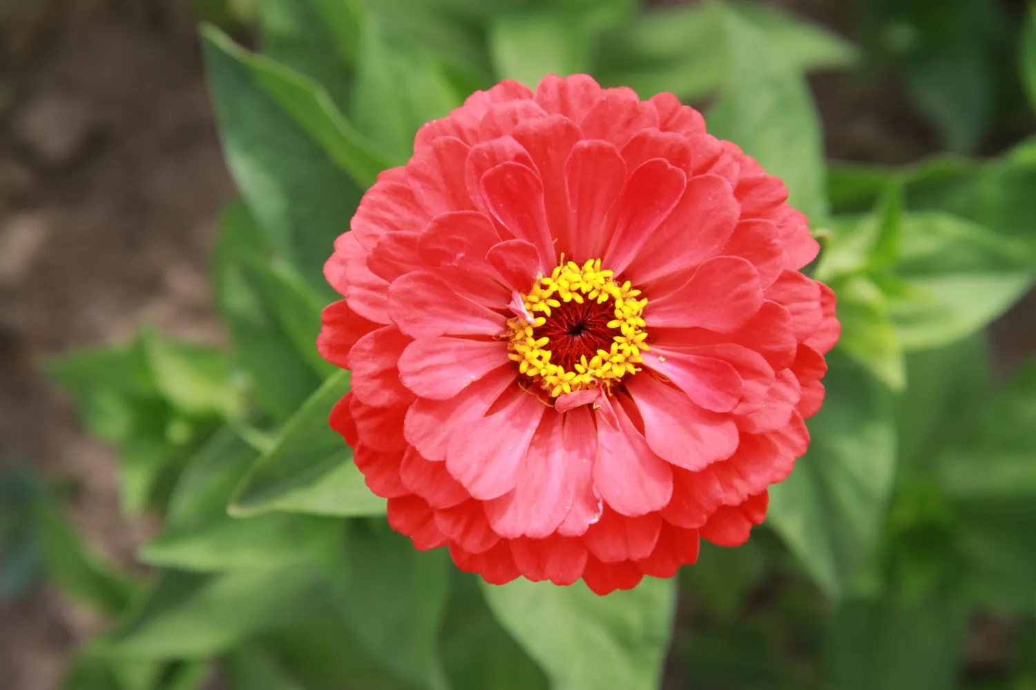 Vitale Rassen Zinnia mix bloemzaden gemengd