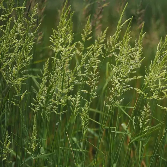 MediGran Phalaris arundinacea zaden rietgras onbespoten