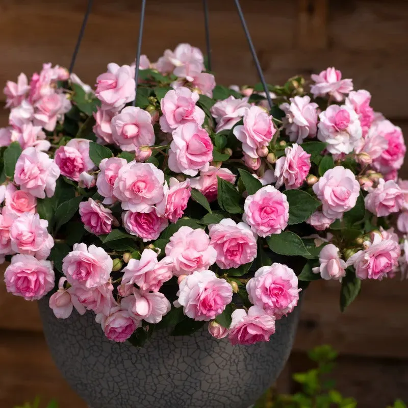 World Botanics Glimmer Pink impatiens planten 5 stuks schaduw