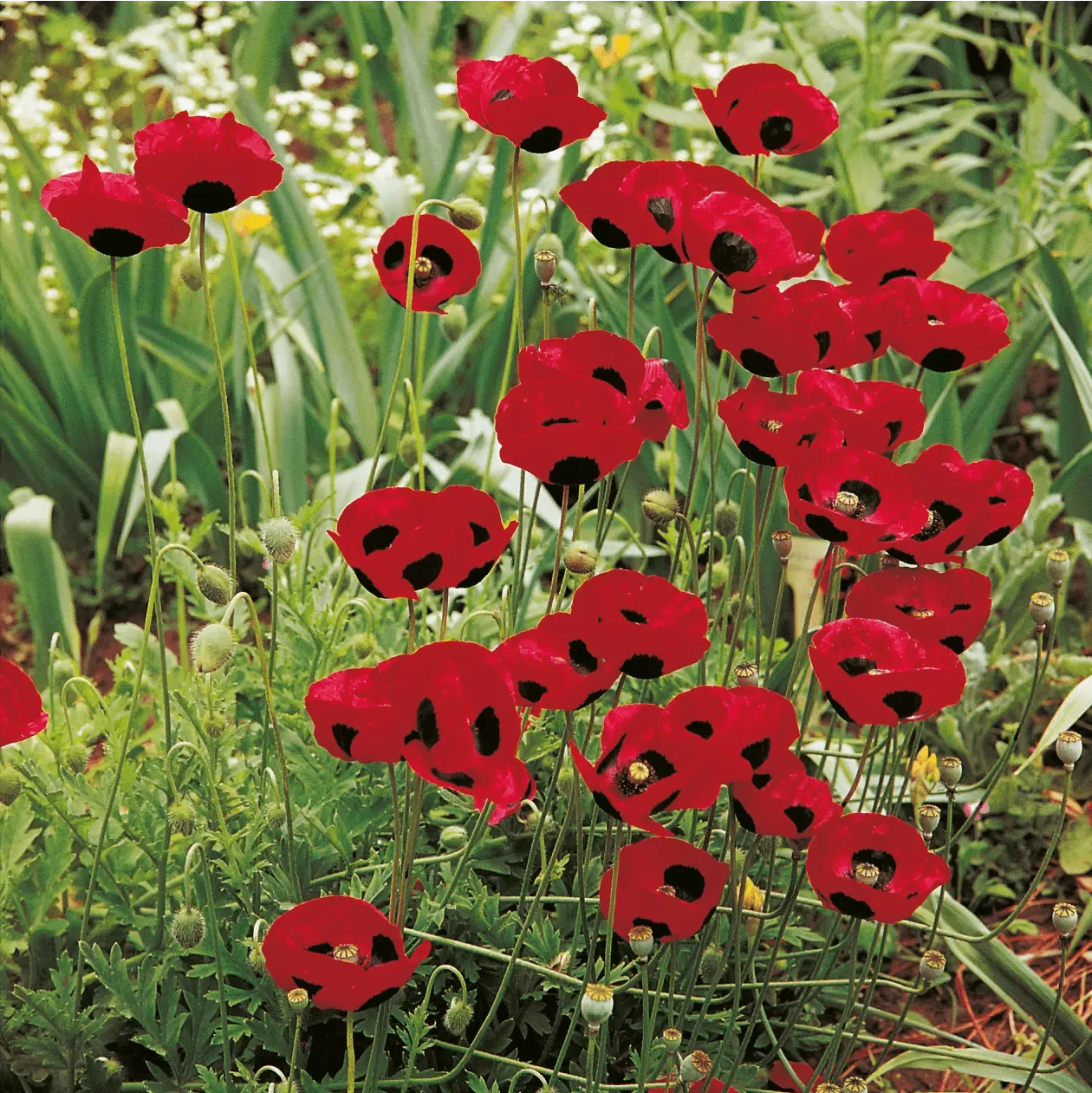 World Botanics Papaver Ladybird bloemzaden rood met stip