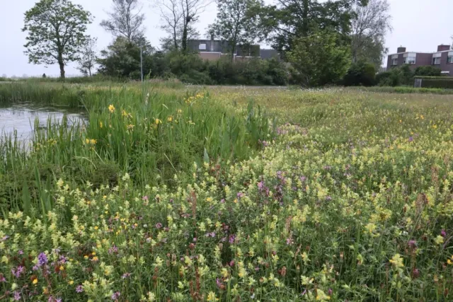 MediGran Graslandflora GN-27 bloemenmengsel vochtige grond