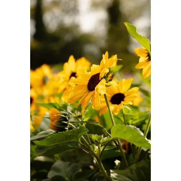 World Botanics Full Summer zonnebloem planten compact