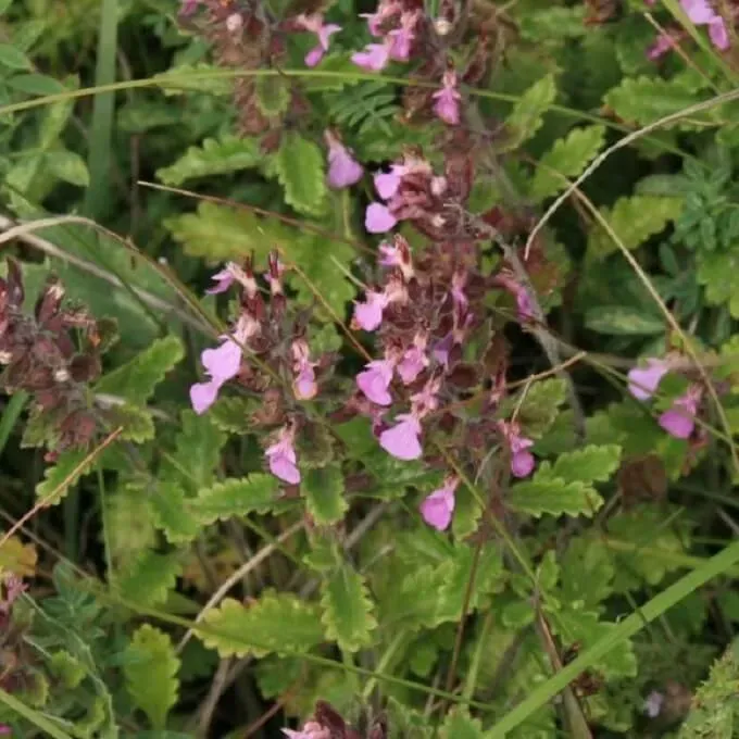 MediGran Teucrium chamaedrys Echte gamander zaden vast