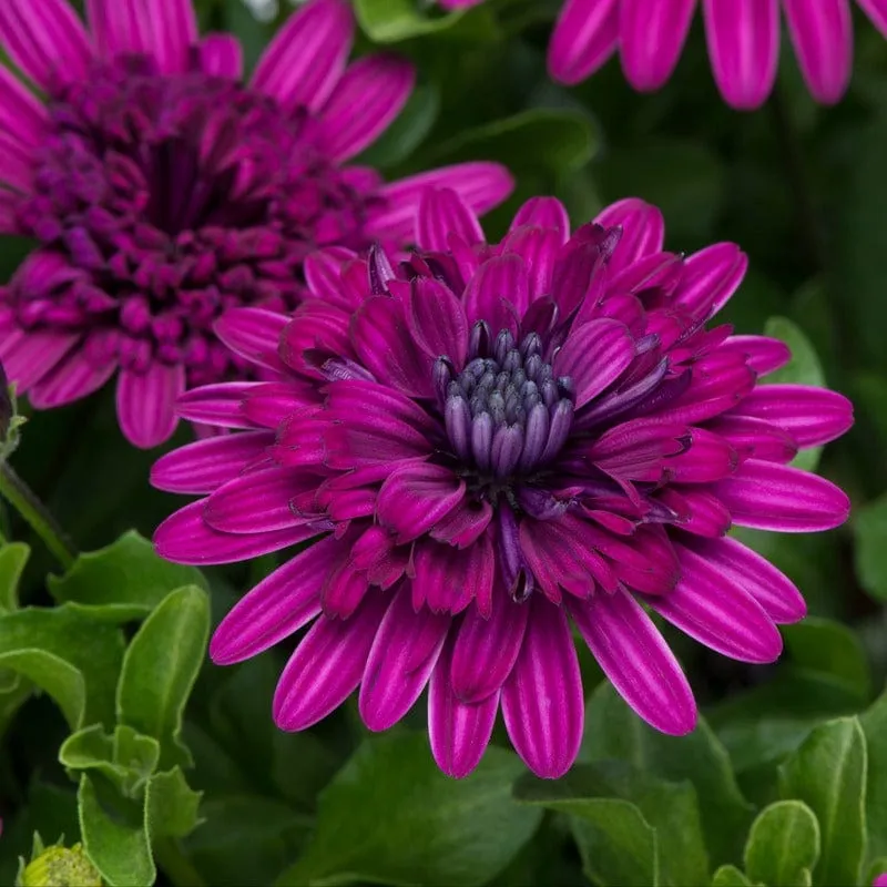 World Botanics Osteospermum 3D Double Purple jonge planten 5 stuks