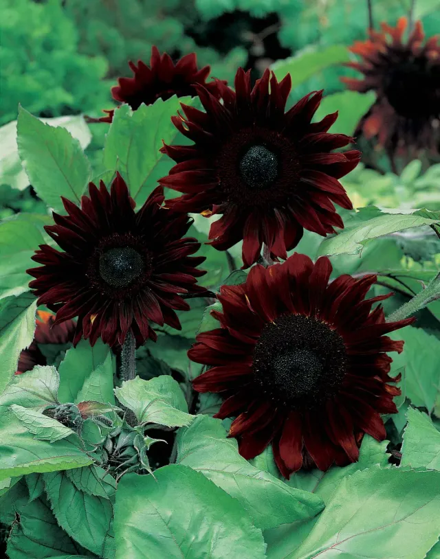 World Botanics Black Magic F1 zonnebloem zaden donkerrood