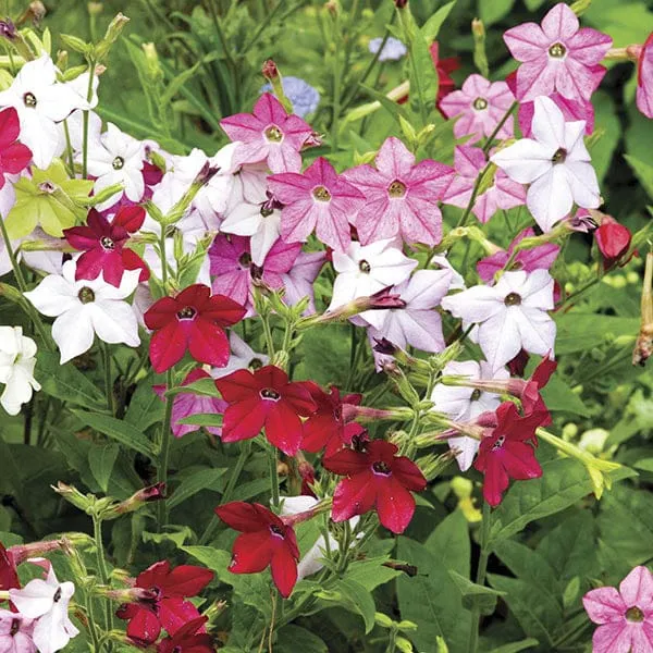 World Botanics Perfume Mixed F1 tabaksplant 15 tuinplanten gemengd