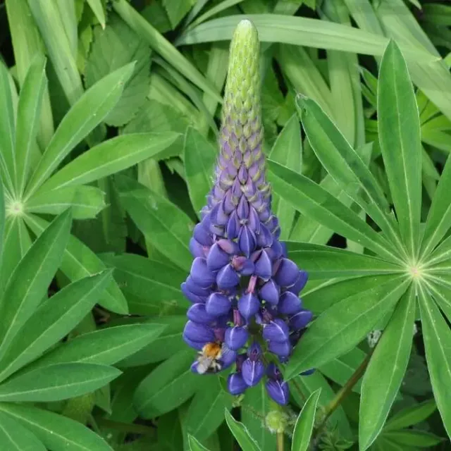 MediGran Lupinus perennis zaden wilde lupine onbespoten