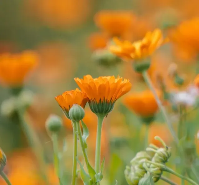 Vitale Rassen oranje goudsbloem zaden onbespoten