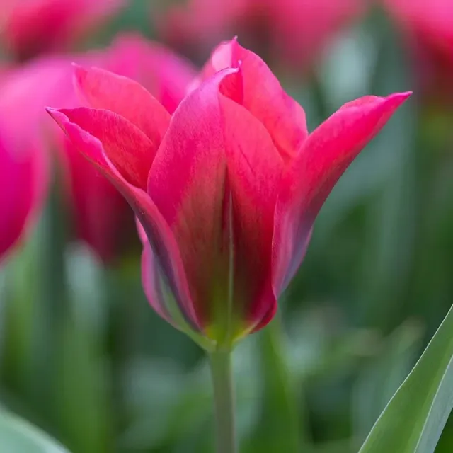 World Botanics Tulp Doll's Minuet bloembollen 15 stuks roze