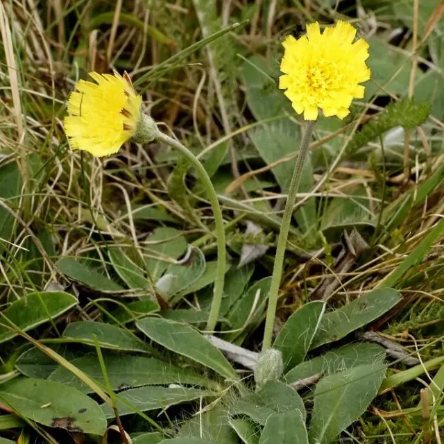 MediGran Muizenoor Pilosella Officinarum Zaden Onbespoten