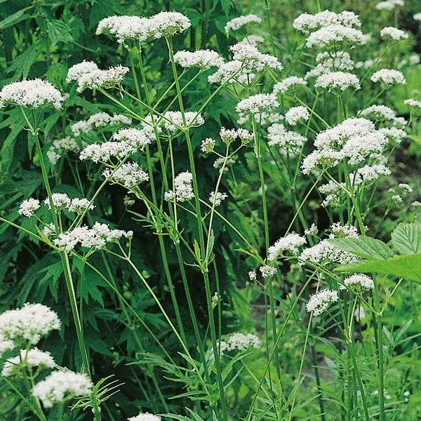 World Botanics Valeriaan jonge planten 5 stuks bijvriendelijk
