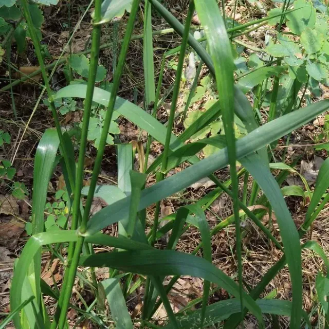 MediGran Schedonorus giganteus zaden reuzenzwenkgras onbespoten