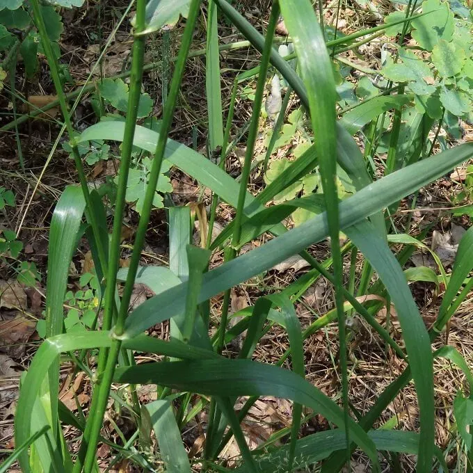 MediGran Schedonorus giganteus zaden reuzenzwenkgras onbespoten