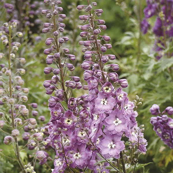 World Botanics Aurora Pink Dawn ridderspoor jonge planten 5 stuks roze