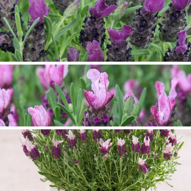 World Botanics Lavandula stoechas Franse lavendel 9 planten