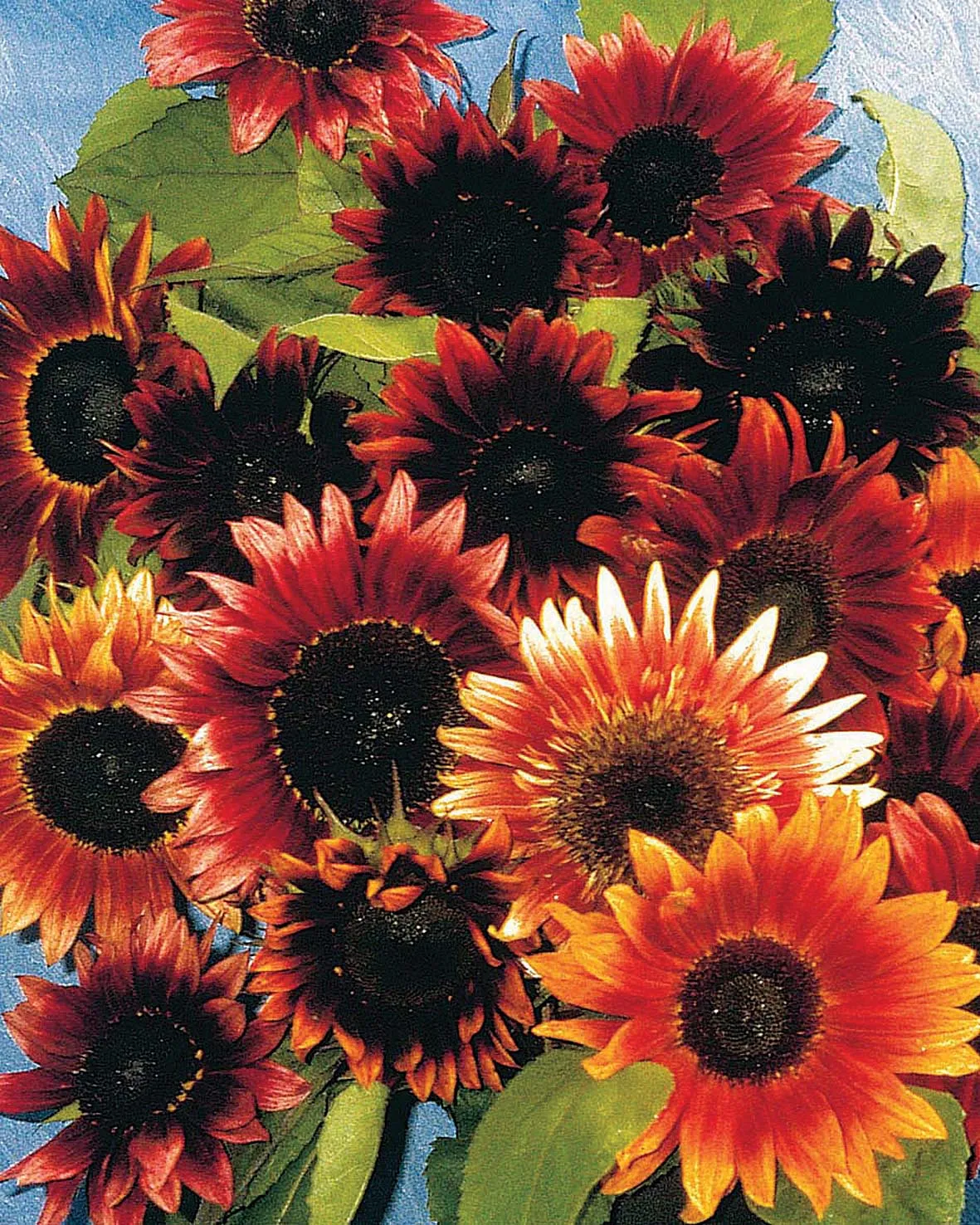 World Botanics Sunflower Infrared F1 bloemzaden rood