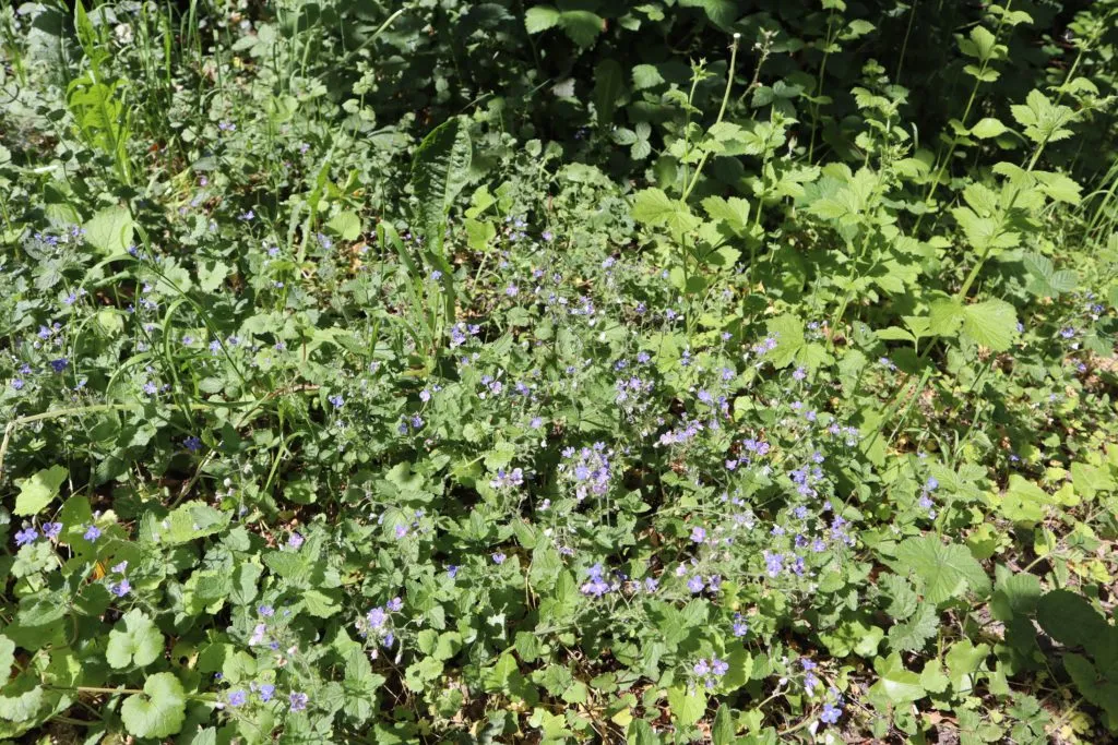MediGran Schaduwflora HD-63 bloemenzaden droge kalkgrond