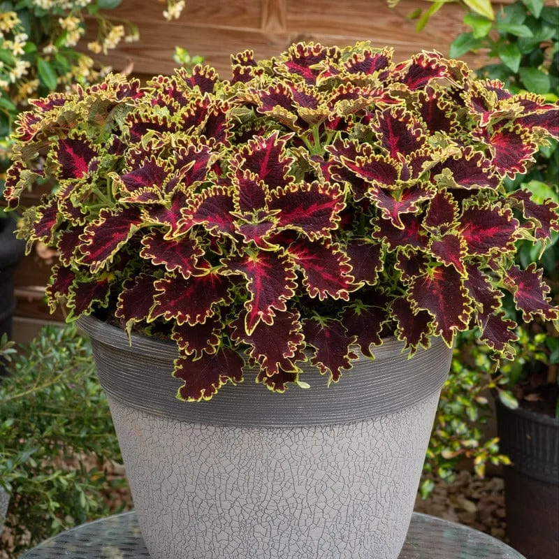 World Botanics Sunfighter Solar Flare coleus jonge planten 5 stuks