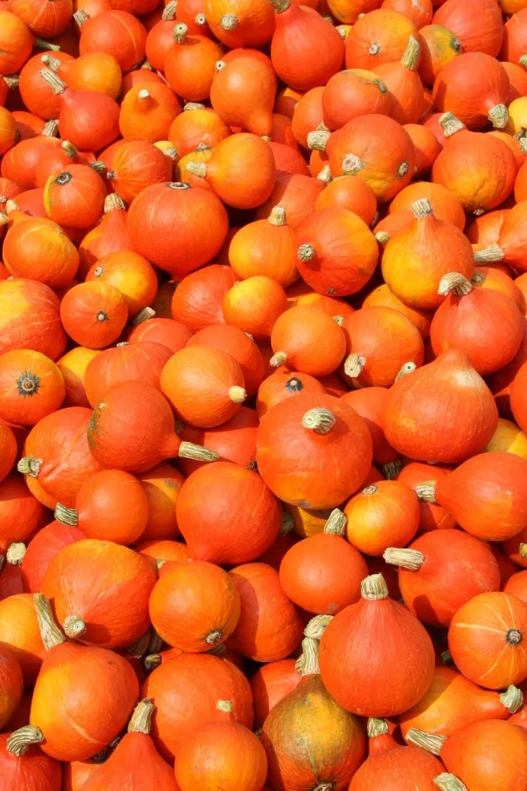 Vitale Rassen Pompoen oranje Hokkaido Denis zaden