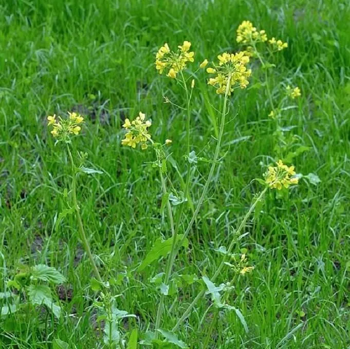 MediGran Brassica rapa raapzaad groentezaden onbespoten