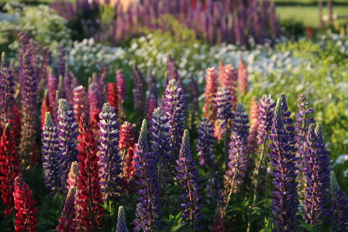 Vitale Rassen Vaste lupine bloemzaden onbespoten