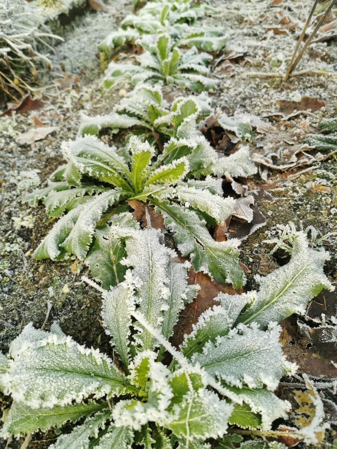 De Tuinen van MergenMetz Serifon groen in de sneeuw zaden 2 g winterhard
