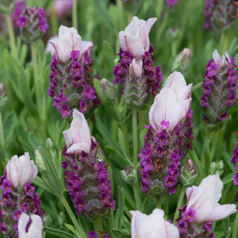 World Botanics Lavendula Stoechas Franse lavendelplanten roze