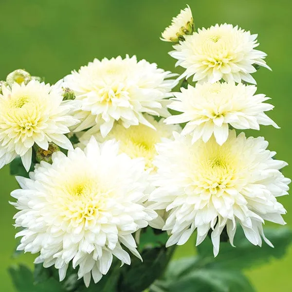 World Botanics Quantock Collection chrysant planten 5 stuks pluk