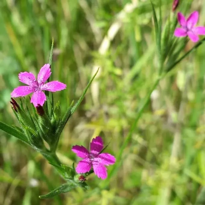 MediGran Dianthus armeria ruige anjer zaden onbespoten