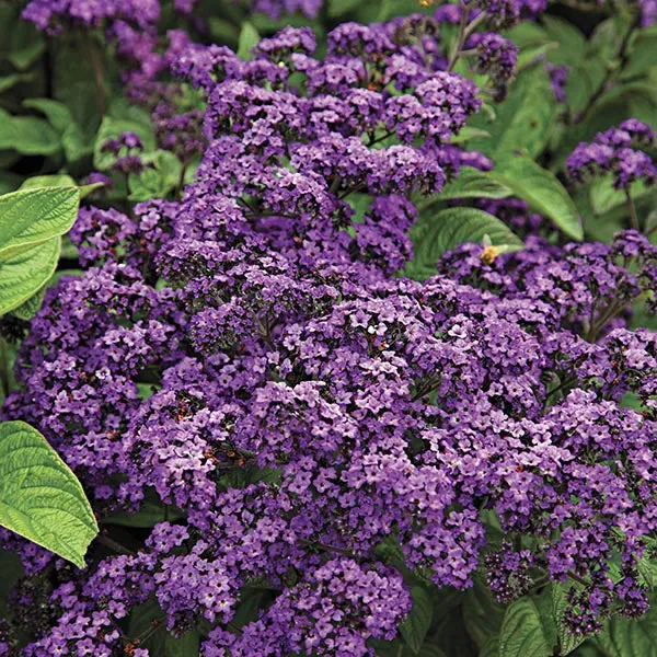 World Botanics Heliotrope Midnight Sky bloemplanten 3 stuks blauw