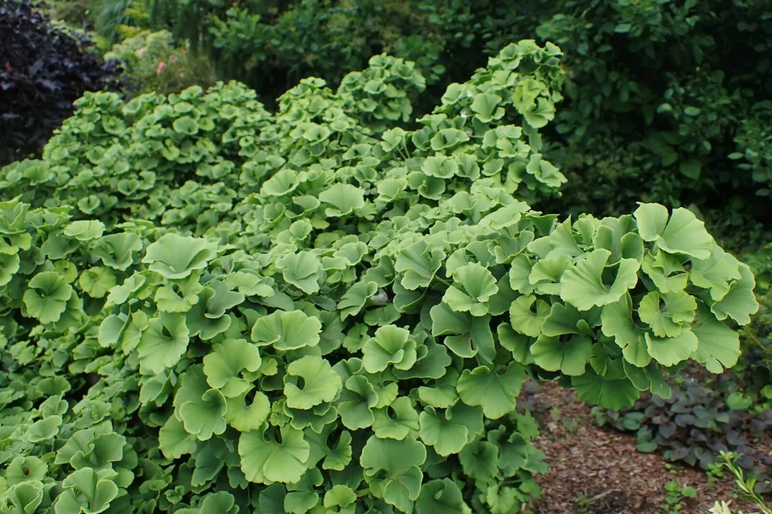 De Tuinen van MergenMetz Ginkgo Kabouter boom 5 liter compact
