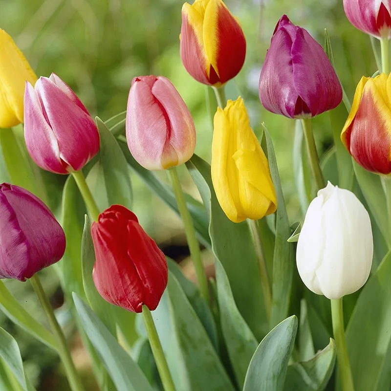 World Botanics Mixed Tulip tulpenbollen 70 stuks 12+