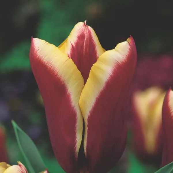 World Botanics Tulip Gavota bloembollen 15 stuks rood-geel