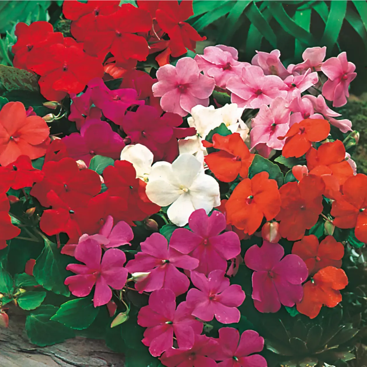 World Botanics Safari Mixed F2 vlijtig liesje zaden schaduwmix