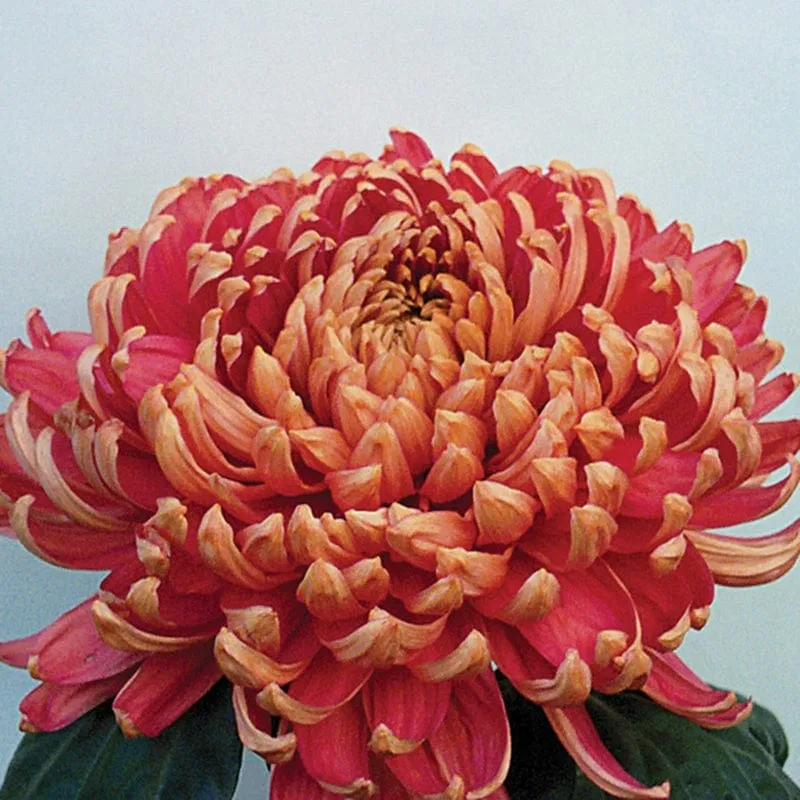 World Botanics Woolmans Chrysanthemum Hogmanay jonge planten collectie