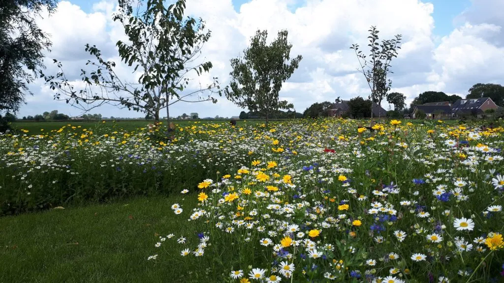 MediGran Akkerflora A-3 bloemenmengsel eenjarig 10 soorten