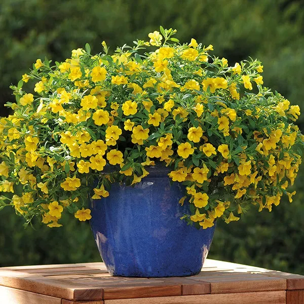 World Botanics Cabaret Deep Yellow calibrachoa 5 jonge planten