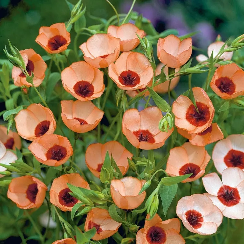 World Botanics Linum Salmon vlas zaden zalmroze