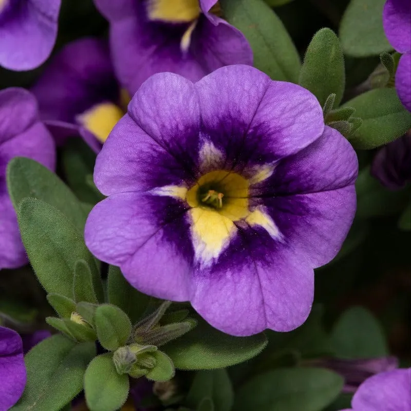 World Botanics Calibrachoa Bumble Bee Blue planten 5 stuks