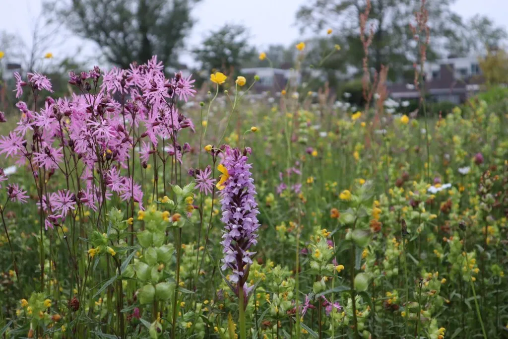 MediGran Graslandflora GN-27 bloemenmengsel vochtige grond