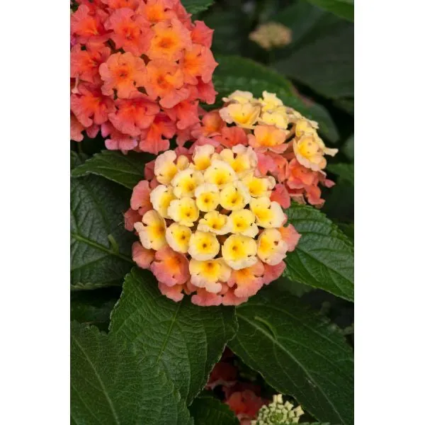 World Botanics Lantana Bloomify bloemplanten 15 stuks mix