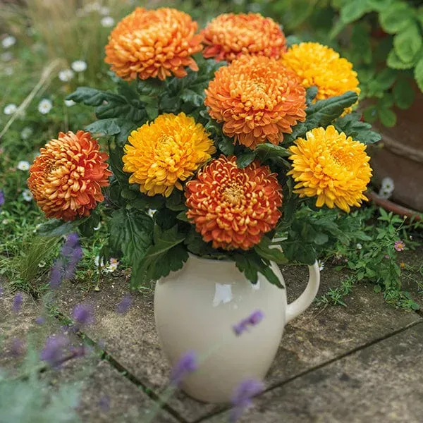 World Botanics Astro Collection chrysanten planten 15 stuks mix