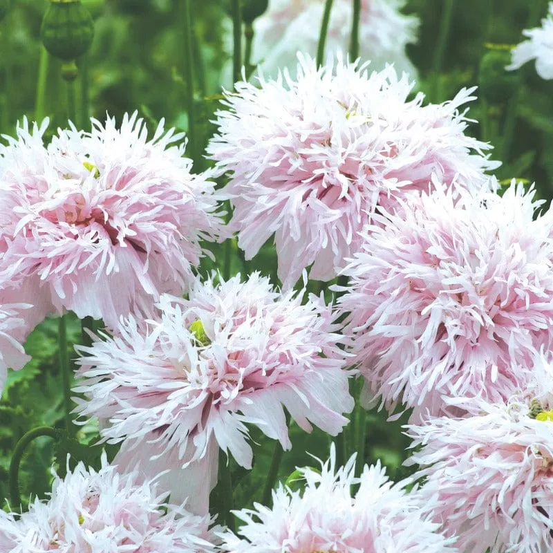 World Botanics Poppy Lilac Pompom bloemzaden lila dubbel