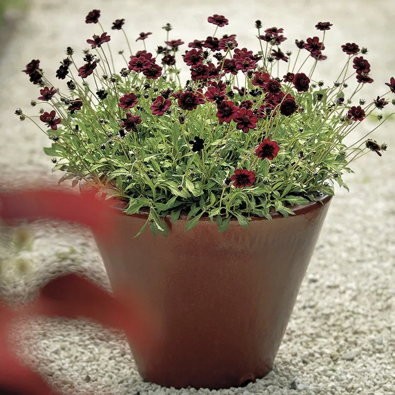 World Botanics Cosmos Chocamocha planten 3 stuks bruin