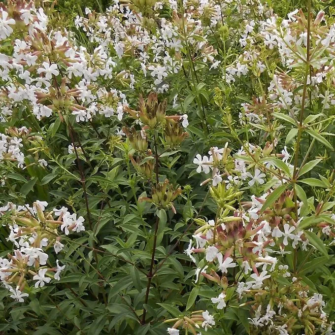 MediGran Saponaria officinalis zaden zeepkruid onbespoten