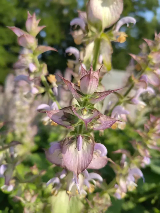 Vitale Rassen Muskaatsalie salvia zaden tweejarig