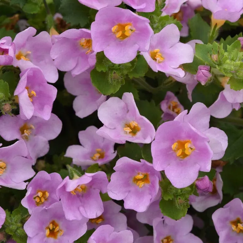 World Botanics Pink Shine bacopa jonge planten 15 roze